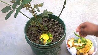 How to use organic fertilizer for any plants | Best homemade fertilizer