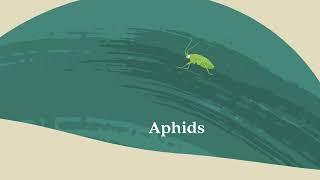 Protect Your Garden: Aphids