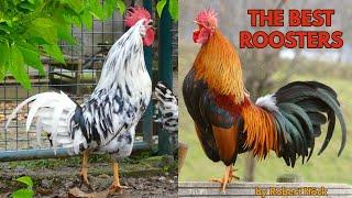 The most beautiful chicken breeds - With crowing roosters for comparison/ From Lakenvelder to Brahma