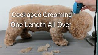 Cockapoo Grooming One Length All Over