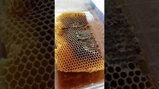 Cutting raw honeycomb from frame satisfying watch