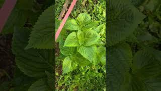 텃밭 깻잎 잘키우는방법.깻잎 1포기 300장 이상 수확방법.