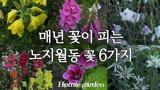 추운 겨울도 이겨내는 한번 심으면 평생 피는 꽃 | 자연발아 번식력 최고 야생화 | 마당에서 노지월동 가능한 꽃