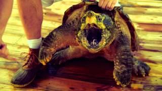 Alligator Snapping Turtles