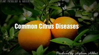 Common diseases of Citrus