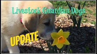 Our Livestock Guardian Dogs Update~