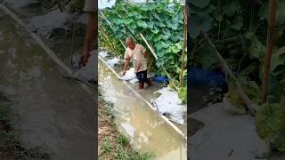 Various Vegetables Harvest #satisfying  #farming