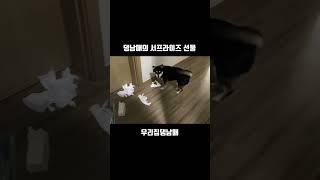 댕남매의 서프라이즈 선물 #short #dog #cutedog #강아지