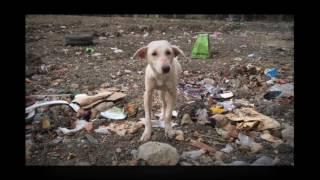 STRAY DOGS AND CATS IN THE PHILIPPINES