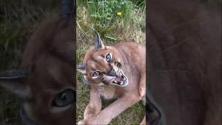 taigar #comedy #funny #lava #suraj #travel #sorts #video