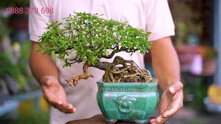 Thọ Bonsai - Số 361 ĐÃ BÁN- Linh Sam Sông Hinh Zin Siêu Già