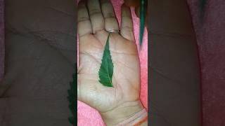 Jatin green leaf mehandi tattoo ideas#trending #viral #art #henna #hennadesigns #ytshorts