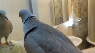 aggressive pet eurasian collared dove bow coo and scream