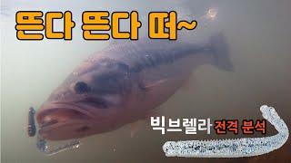 [배스 낚시 루어 리뷰 5탄] 소프트베이트 - 키맨루어 / 빅브렐라