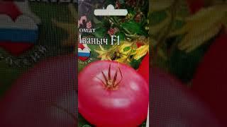Самый лучший томат в мире 2025 г.! Высокоурожайный,вкусный и сладкий сорт ИВАНЫЧ! #огород #дача #сад