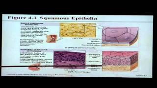 Anatomy and Physiology Help: Chapter 4 Tissues