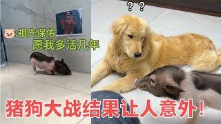 百万网红猪老六，还是被小狗收拾的伤痕累累，它搞笑程度堪称一绝【网红故事分享】