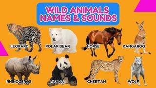 learn wild animals names and sounds in ENGLISH | Wild Animals SPELLING AND SOUNDS | FOR EVERYONE