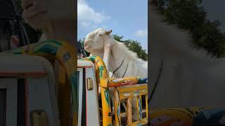 Very Biggest Goat In Pakistan  | Bakra Gari Sai Bhi Bahir Araha Hai   | Biggest Goat In Tha World