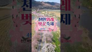 나랑 놀러가자 #천안 #벚꽃 #위례벚꽃축제