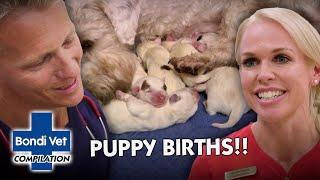 Most Emotional Puppy Births  | Compilation | Full Episode | Bondi Vet