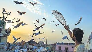 Kabootarbazi: The Love & Passion of Pigeon Keeping in Old Delhi