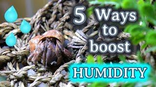 5 Ways To Boost Humidity / Hermit Crab Care