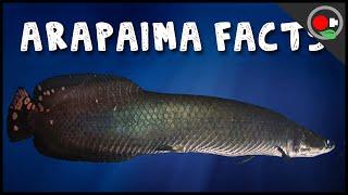 5 Facts About the Arapaima / Pirarucu