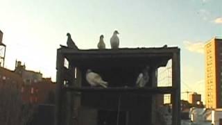 New York Times TV - Pigeons