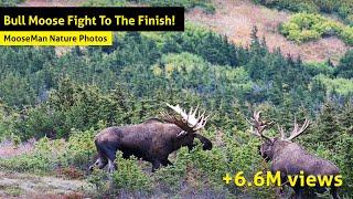 Alaska Bull Moose Fight To The Finish!