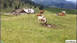 Die Vegetation auf der Alm