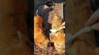 These Farm Pigs LOVE Getting Brushed Like Dogs!