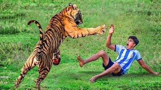 tiger attack man in the forest | tiger attack in jungle, royal bengal tiger attack