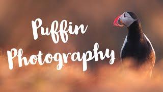 "Capturing the Beauty of Puffins: Bird Photography on a Secluded Island"