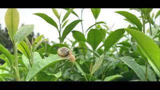 Wild Orchard Green Tea Plantation Scenes