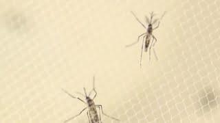 Dangerous Mosquito Species Spreading In Sacramento County Neighborhood