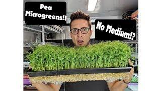 Yellow Pea Microgreens - Kratky vs Bottom Watering!?