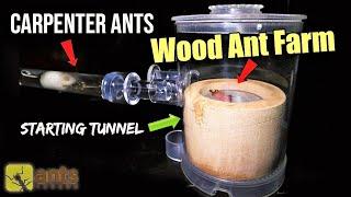 Giving My Carpenter Ant Colony a New Wooden Ant Farm