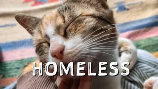 We're Rescuing a Homeless Cat | Vanlife Vlog