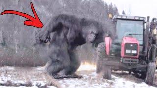 Rare Bigfoot Sightings That Will Leave You Convinced