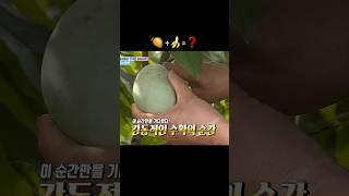  +=️#과일 #shorts #youtubeshorts #feedshorts #pawpaw #포포나무 #농장 #fruit #farming