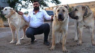 KALIN VE DEV ÇOBAN KÖPEKLERİ İNANILMAZ BÜYÜKLER HAYRAN OLDUM BU ANADOLU ÇOBAN KÖPEKLERİNE  - KANGAL