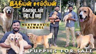 Coimbatore Golden Retriever | Indian Champion Puppies for Sale | Nextwave Coimbatore Kennel