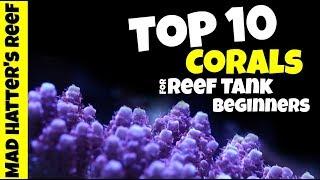 Top 10 Corals For Reef Tank Beginners