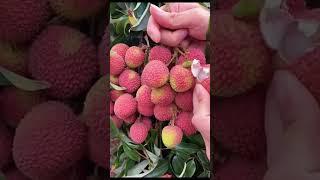 OMG #fruit_world Farm fresh ninja fruit | Best Oddly satisfying fruit cutting and relaxing | #f