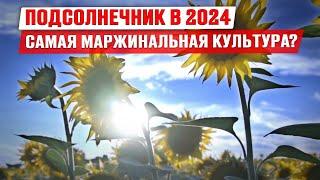 Рынок подсолнечника 2024 | Самая маржинальная культура? | Гибриды подсолнечника | Лимагрен