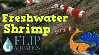 How To Breed/Care For Shrimp With Flip Aquatics!!! Tank Talk Live Presented by KGTropicals!!