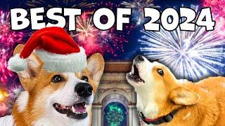 Best Talking Corgi Videos of 2024 by @HammyandOlivia