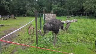 Nugise Hobitalu, Open Farm Day / Дни открытых хуторов / Avatud Talude Päev 2024