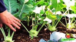 This Vegetable is Criminally Underrated!  | Grow Kohlrabi in 2024